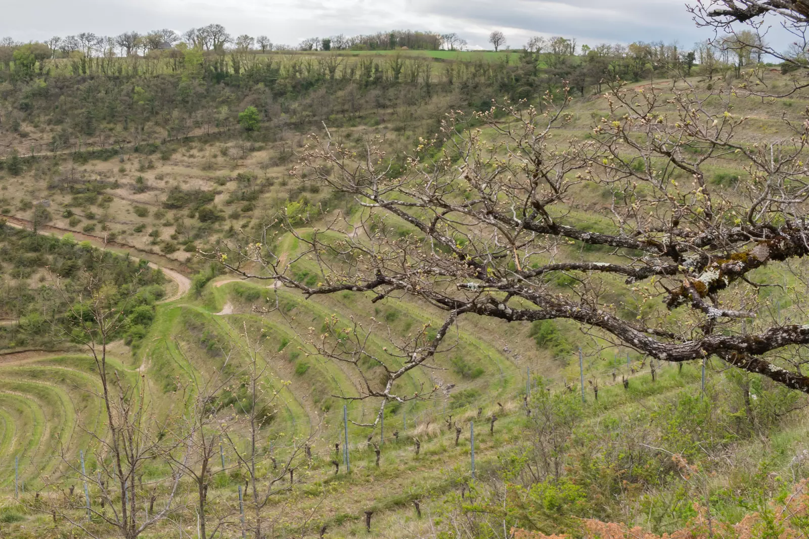 Vignes en terrasses sur les coteaux du Rougier, dans le Vallon de Marcillac en Aveyron